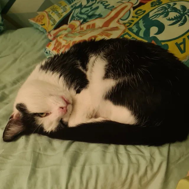 A picture of Benek, my beloved cat.